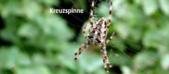 Kreuzspinne