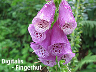 Digitalis - Fingerhut